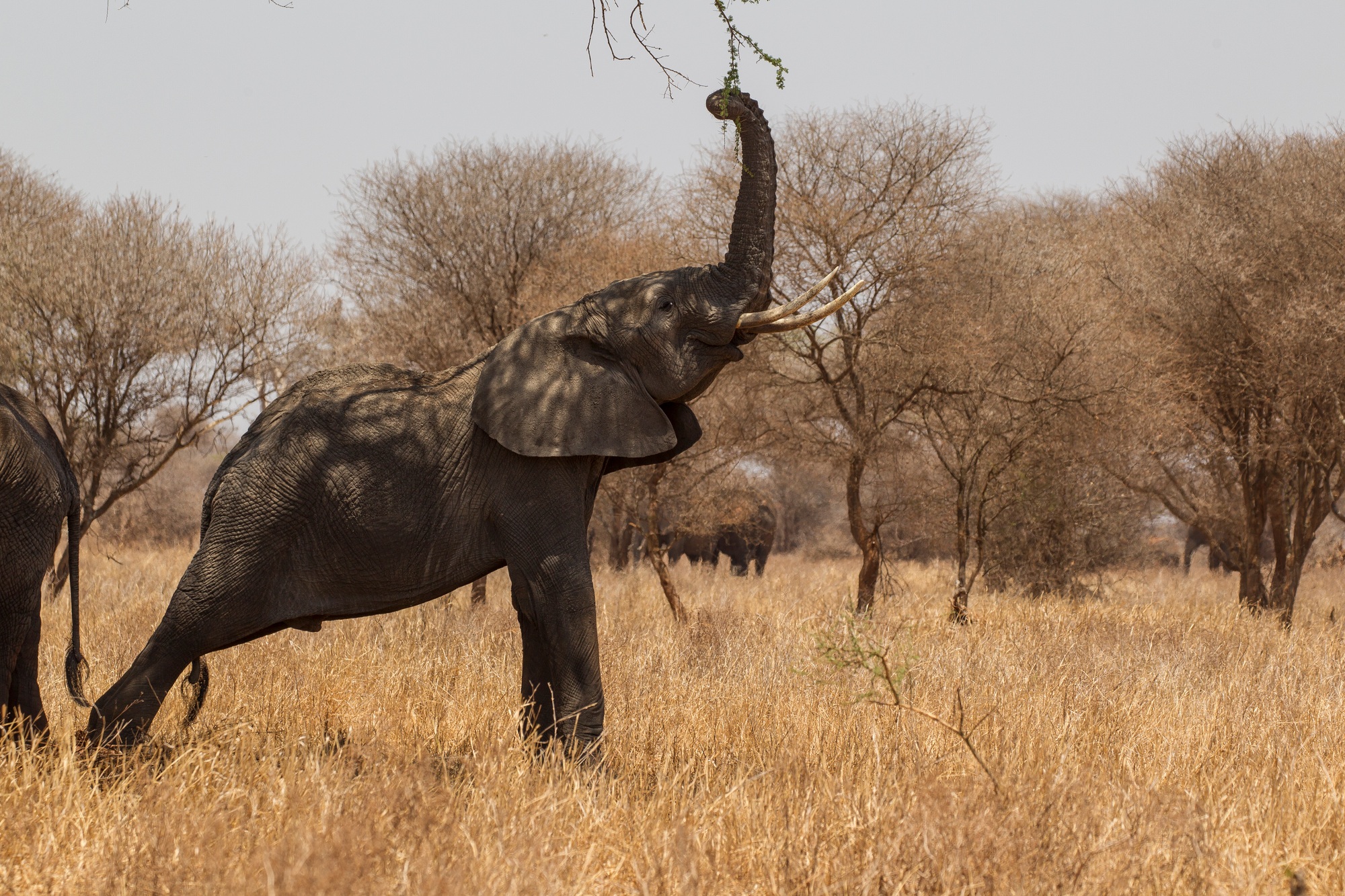2 Days Mid-Range Safari