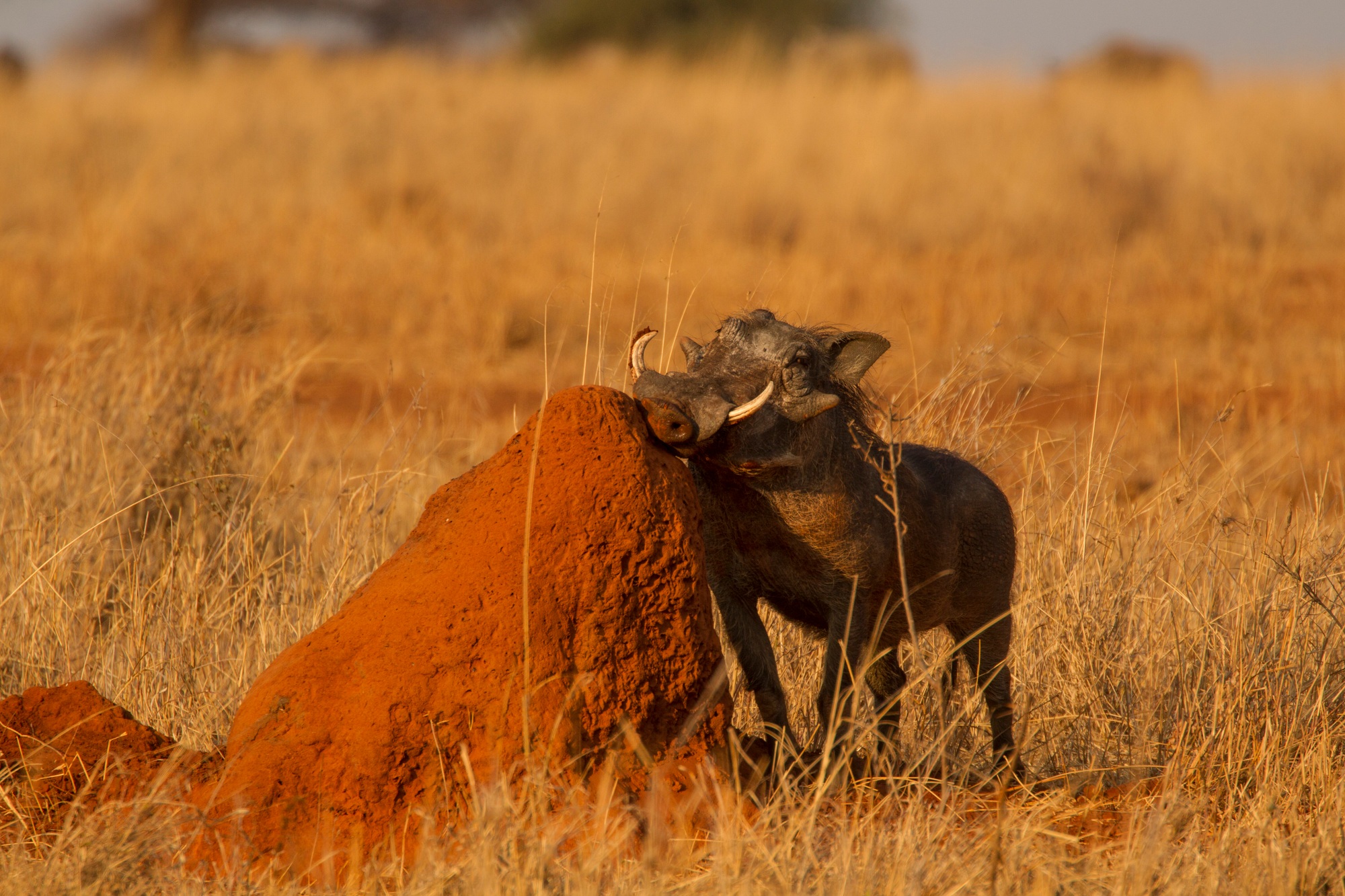 2 Days Luxury Safari