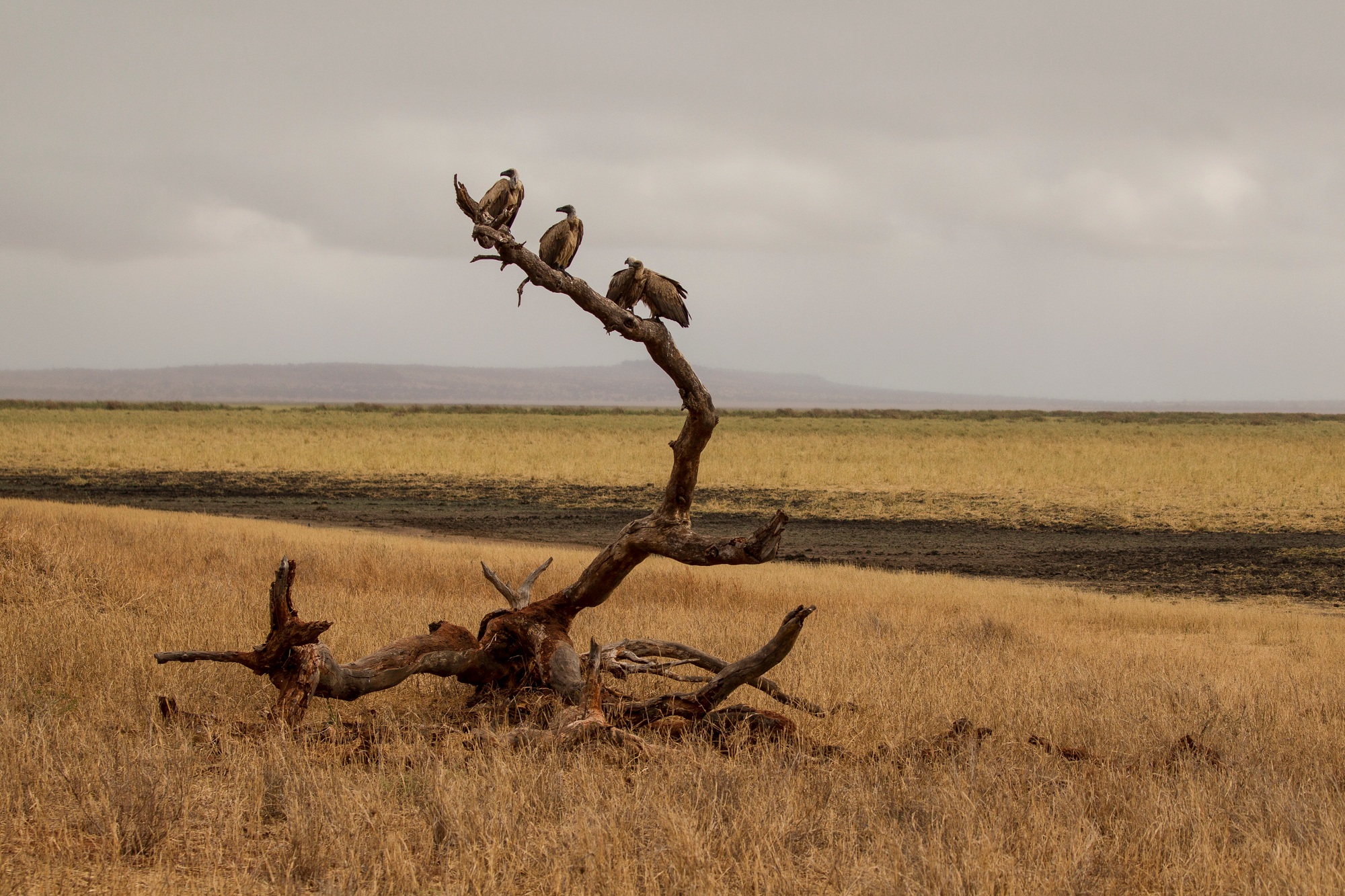 4 Days Luxury fly-in Safari