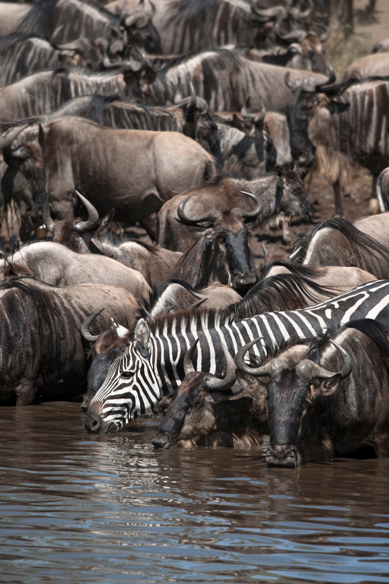 4 Days Luxury Tanzania Safari