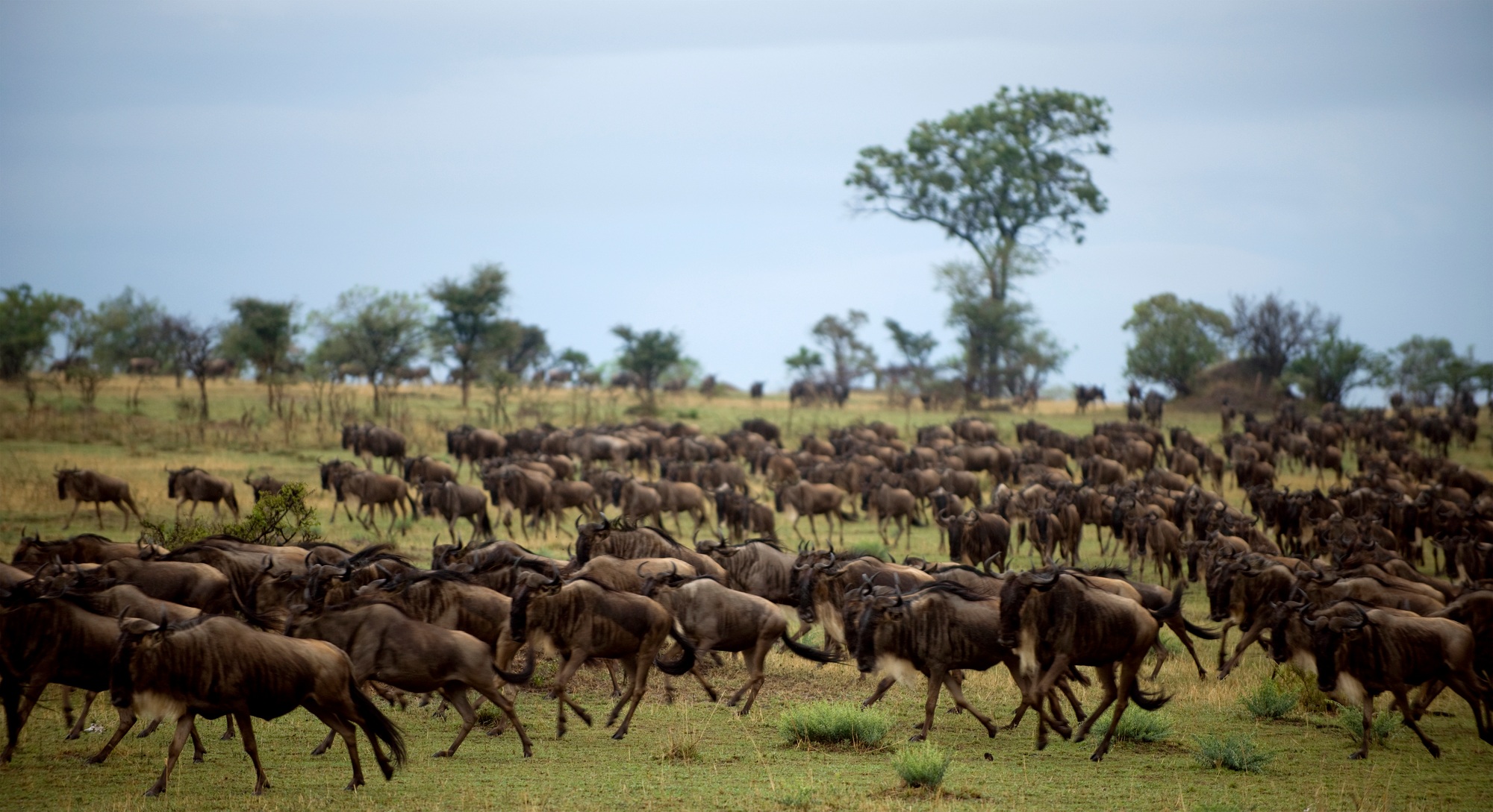 Wildebeest running, Serengeti National Park, Serengeti, Tanzania, Africa