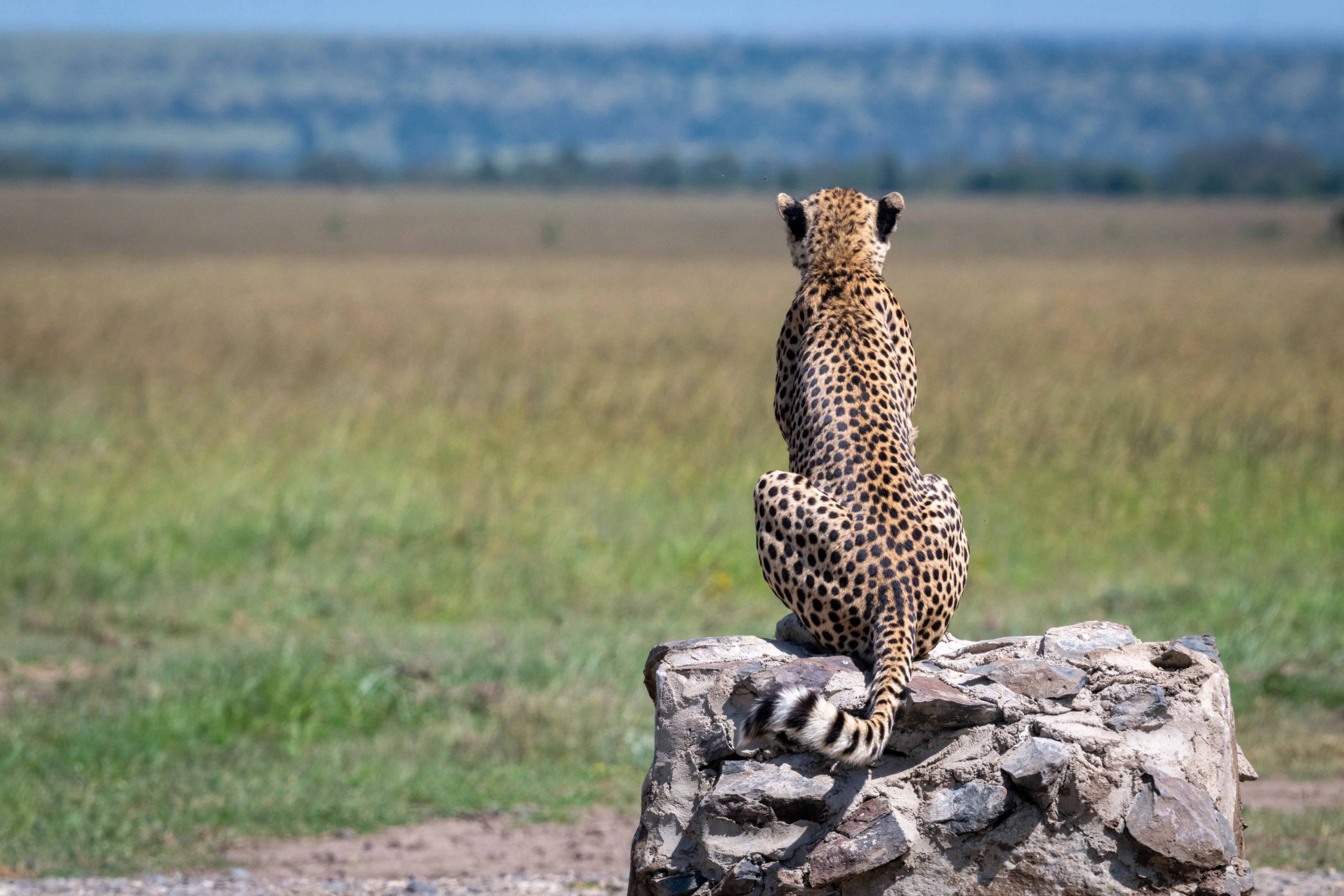 7 Days Fly-In Safari from Zanzibar