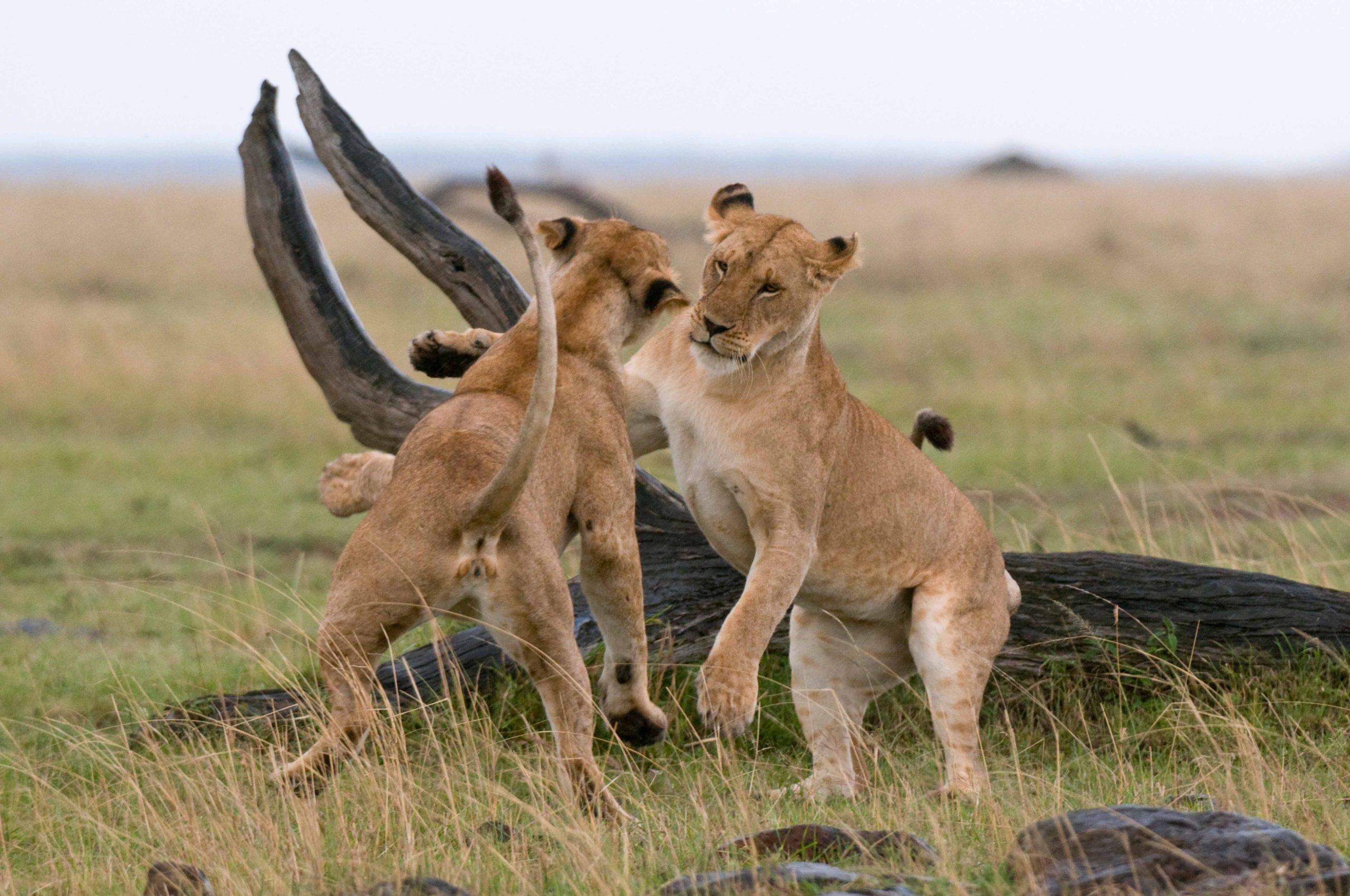 7 Days Fly-In Mid-Luxury Safari from Zanzibar