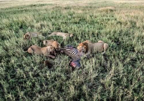 Male and female lions eating zebras in Serengeti National Park