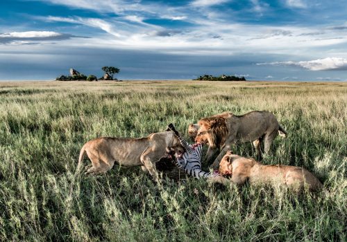 Male and female lions eating zebras in Serengeti National Park